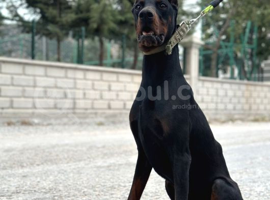 9 Aylık Erkek Estetikli Dobermann görsel