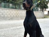 9 Aylık Erkek Estetikli Dobermann