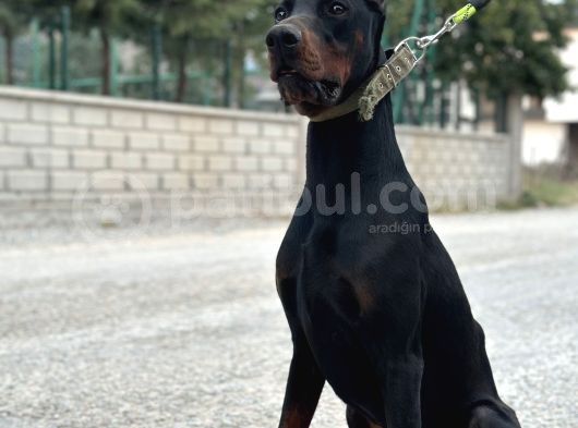 9 Aylık Erkek Estetikli Dobermann görsel