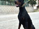 9 Aylık Erkek Estetikli Dobermann
