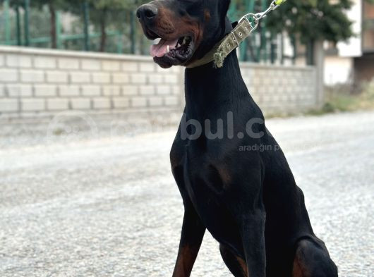 9 Aylık Erkek Estetikli Dobermann görsel