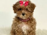 Kahve tonlu mini boy puppy sevimli yavrular MALTİPO CİNSİ