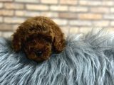 çıtır tavuk toy poodle yavrularım