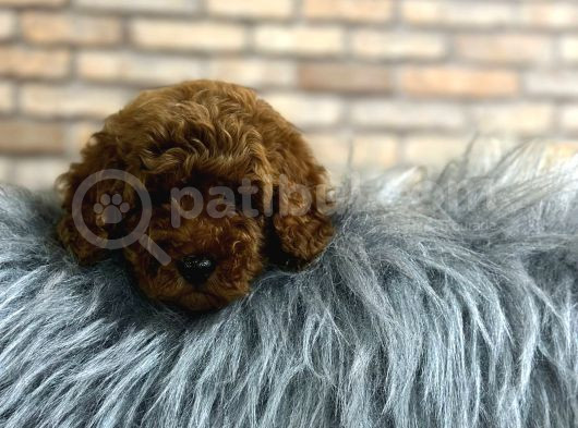 Çıtır Tavuk Toy Poodle Yavrularım