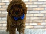 Çıtır Tavuk Toy Poodle Yavrularım