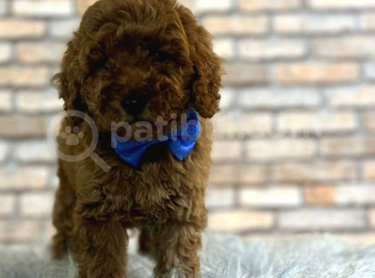 Çıtır Tavuk Toy Poodle Yavrularım görsel