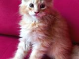 Maine Coon Yavrular