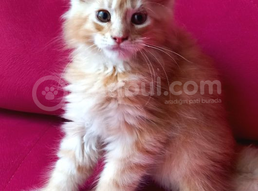 Maine Coon Yavrular görsel