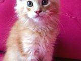 Maine Coon Yavrular