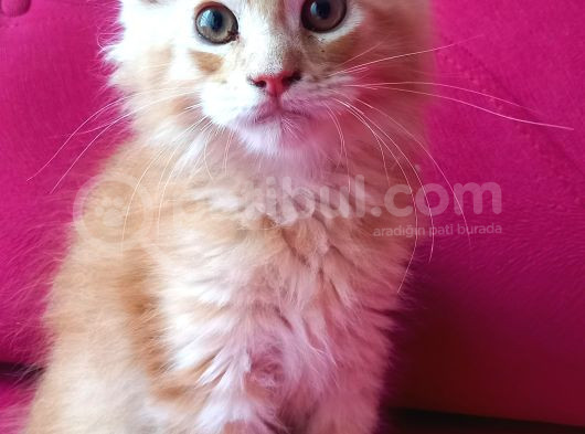 Maine Coon Yavrular görsel