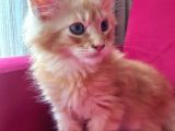 Maine coon yavrular