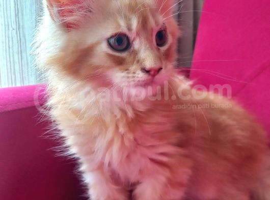 Maine Coon Yavrular
