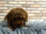 Çıtır Tavuk Toy Poodle Yavrularım