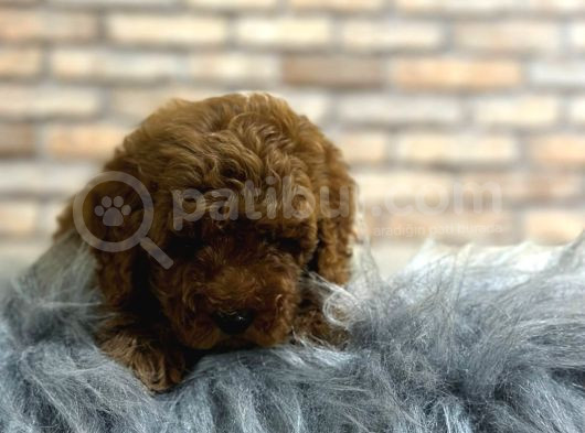 Çıtır Tavuk Toy Poodle Yavrularım görsel