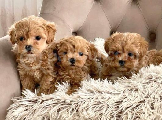 Kahve Tonlu Mini Boy Puppy Sevimli Yavrular Malti̇po Ci̇nsi̇ 