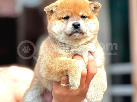 Yurtdışı Menşeili Shiba Yavrularımız görsel