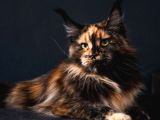 Muhteşem Güzellikte Maine Coon Yavrularımız