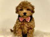 Kıpkırmızı Red Tooy Poodle Sevimli Yavrular 