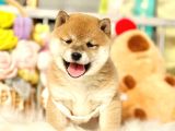 Yurtdışı Menşeili Shiba Yavrularımız