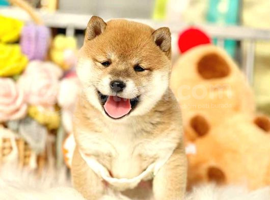 Yurtdışı Menşeili Shiba Yavrularımız görsel