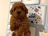 Kıpkırmızı Red tooy poodle sevimli yavrular 