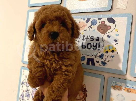 Kıpkırmızı Red Tooy Poodle Sevimli Yavrular 
