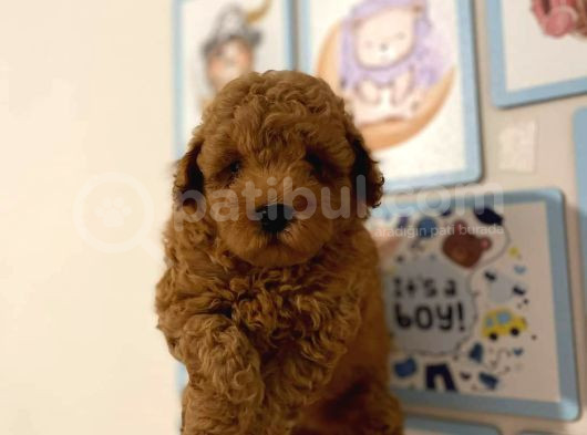 Kıpkırmızı Red Tooy Poodle Sevimli Yavrular  görsel