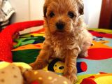 Kahve Tonlu Mini Boy Puppy Sevimli Yavrular Malti̇po Ci̇nsi̇ 