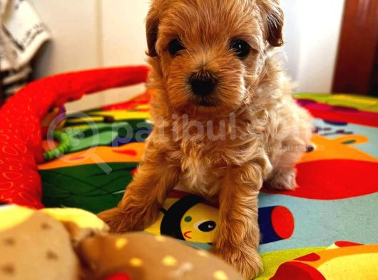 Kahve Tonlu Mini Boy Puppy Sevimli Yavrular Malti̇po Ci̇nsi̇  görsel