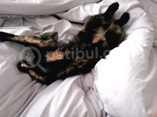 Kırıkkale Balıseyhte Kayıp Kedi
