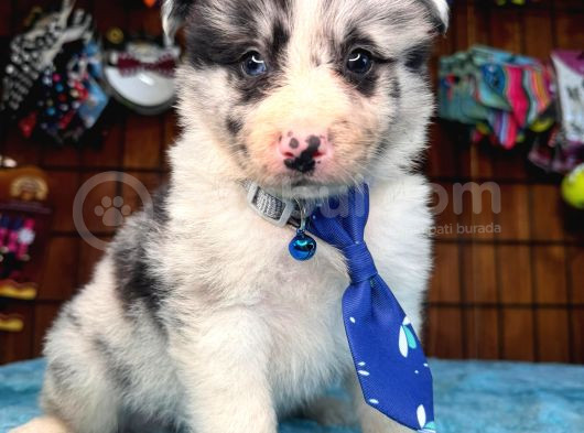 Merle Border Collie Yavrularımız görsel