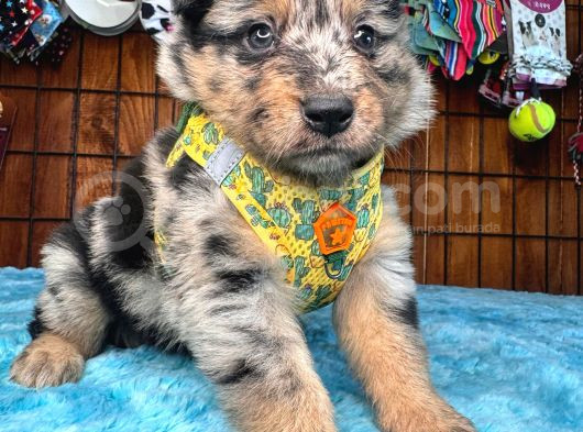 Merle Border Collie Yavrularımız görsel