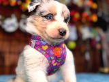 Merle Border Collie Yavrularımız