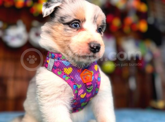 Merle Border Collie Yavrularımız