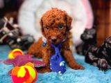 En akıllı apartman köpeği a secereli toy poodle