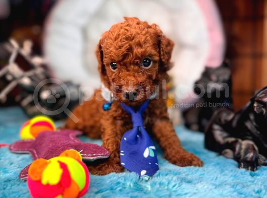 En Akıllı Apartman Köpeği A Secereli Toy Poodle