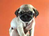 Pugmops Yavrular