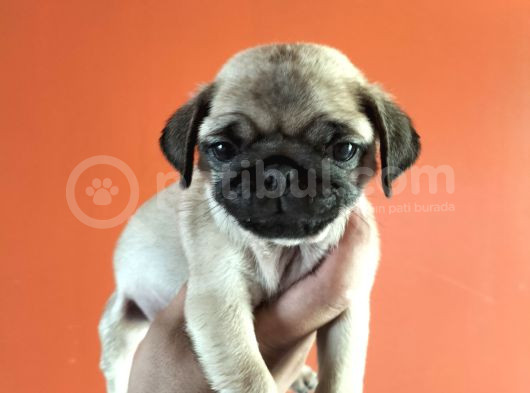 Pugmops Yavrular görsel
