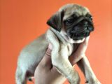 Pugmops Yavrular