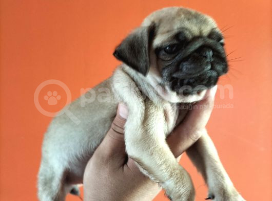 Pugmops Yavrular görsel