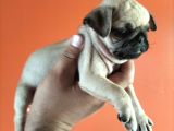 Pugmops Yavrular