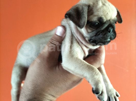 Pugmops Yavrular görsel