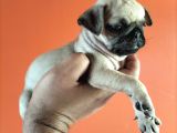 Pugmops Yavrular