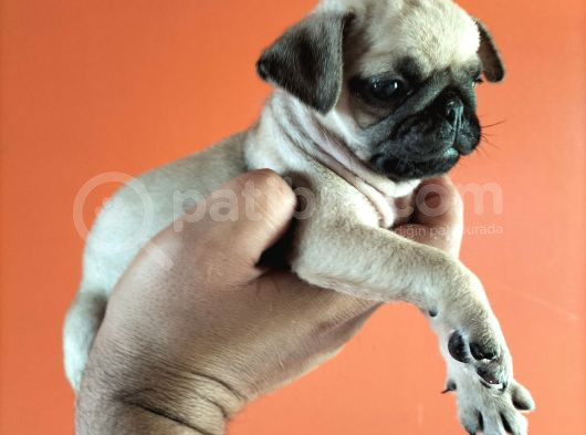 Pugmops Yavrular görsel