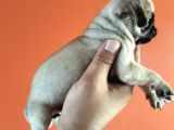 Pugmops Yavrular