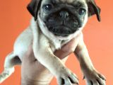 Pugmops Yavrular