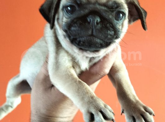 Pugmops Yavrular görsel
