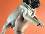 Pugmops Yavrular