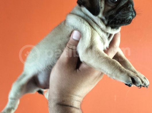 Pugmops Yavrular görsel