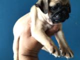 Pugmops Yavrular